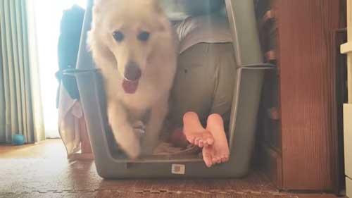 飼い主と入れ替わりでハウスを出るワンコ