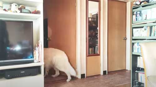 別室に逃げ込むワンコ