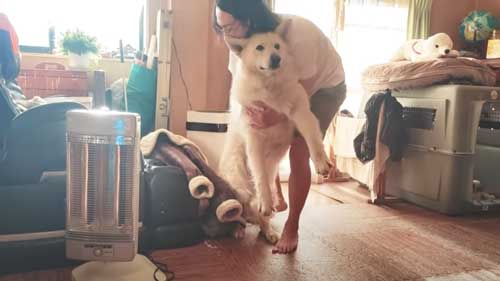 諦めて抱っこされるワンコ