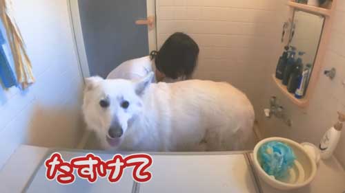 助けを求めるワンコ