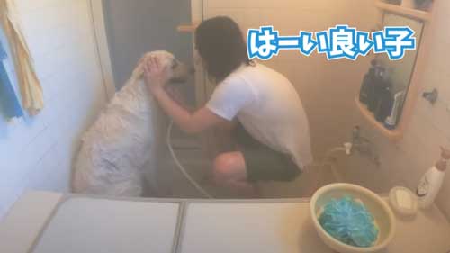 お利口にシャンプーされるワンコ