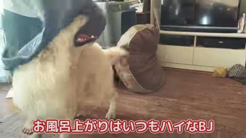 お風呂上りにテンションがあがるワンコ