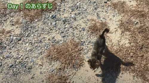 子猫がついてくる