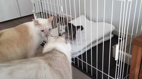 先住猫とケージ越しに対面
