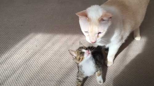 お互いに近づく