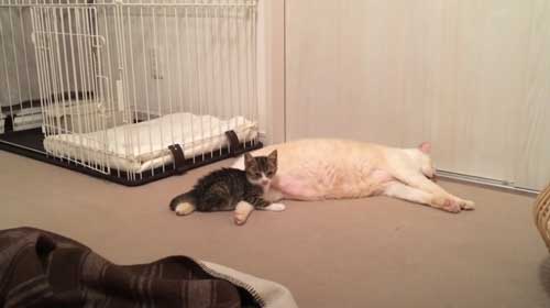 先住猫のそばによる子猫
