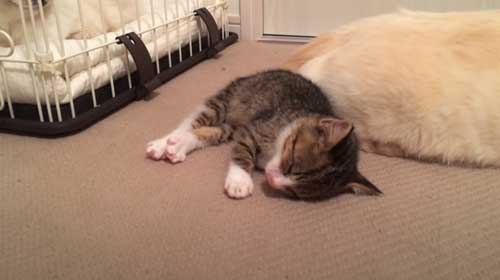 先住猫に寄り添い寝る子猫