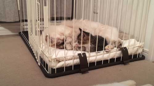 仲良く寄り添う先住猫と子猫