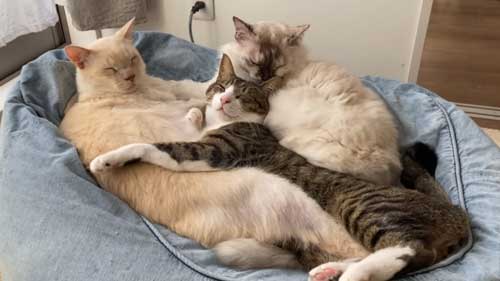 成長しても仲の良い3匹