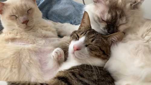 幸せそうなリノくん