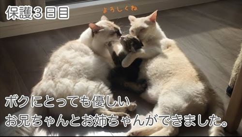 仲良く寄り添う先住猫と子猫