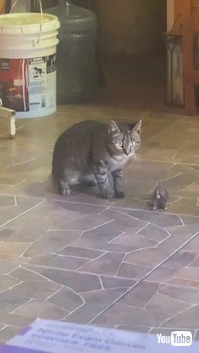 「Cat Brings Mole Into the House || ViralHog」