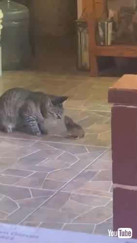 「Cat Brings Mole Into the House || ViralHog」