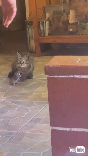 「Cat Brings Mole Into the House || ViralHog」