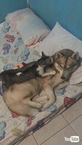 「Kitty Makes Itself Comfortable on Furry Friend || ViralHog」