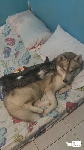 「Kitty Makes Itself Comfortable on Furry Friend || ViralHog」