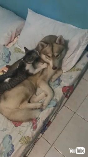 「Kitty Makes Itself Comfortable on Furry Friend || ViralHog」