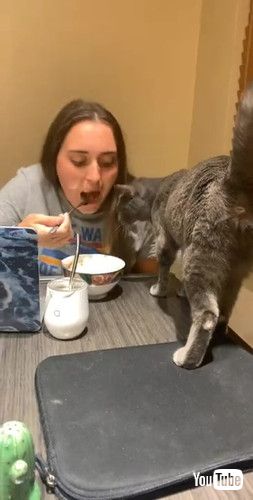 かまってほしい猫ちゃん