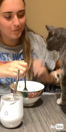 後ろを振り返る猫