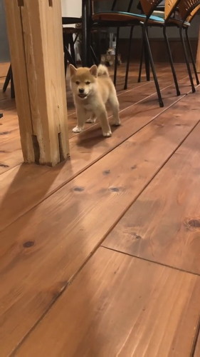 距離を取る子犬