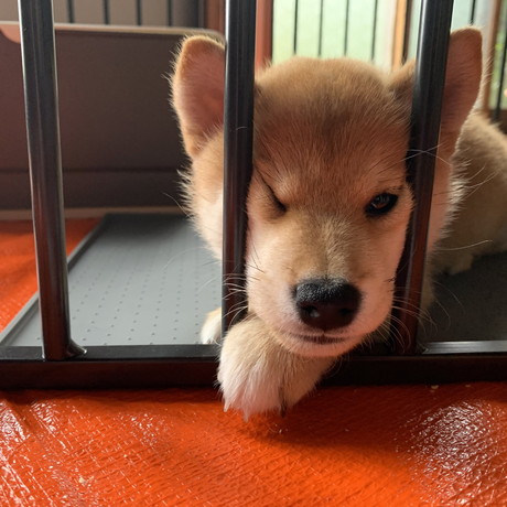 遊んでほしい子犬