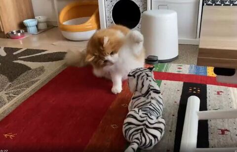 トラさんをたたこうとするチャチャくん