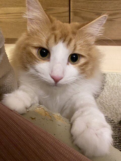 アップのチャチャくん