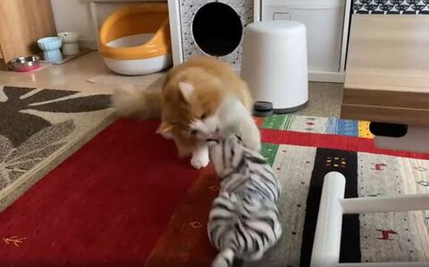 トラさんをたたくチャチャくん