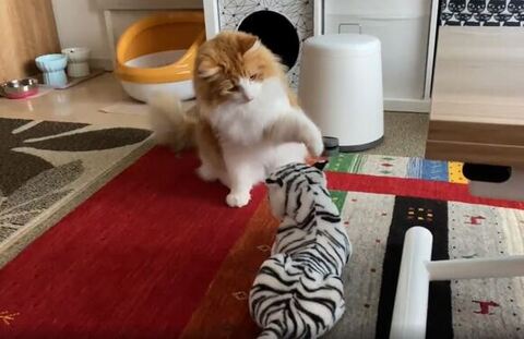 チョチョイするチャチャくん