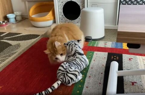 匂いをかぐチャチャくん