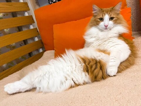 おじさんのようなチャチャくん