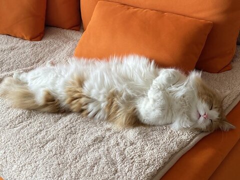 あおむけで爆睡するチャチャくん