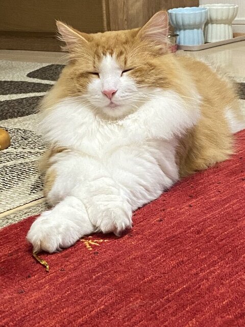 おじいちゃんみたいなチャチャくん