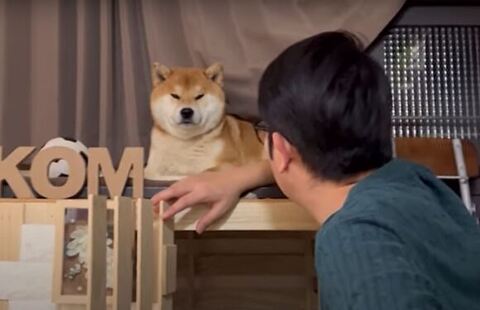 不満そうなこむぎくん