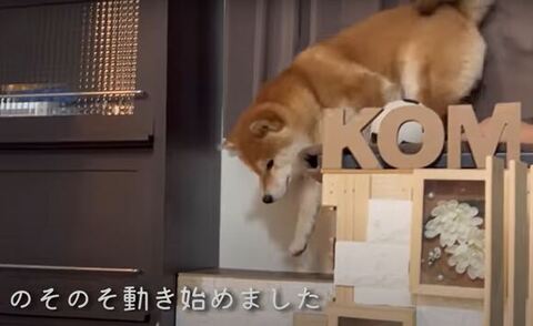 階段を下りるこむぎくん