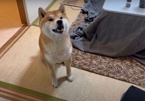 お返事するこむぎくん