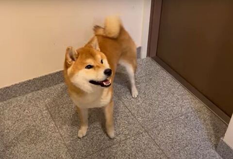 玄関で笑顔のこむぎくん