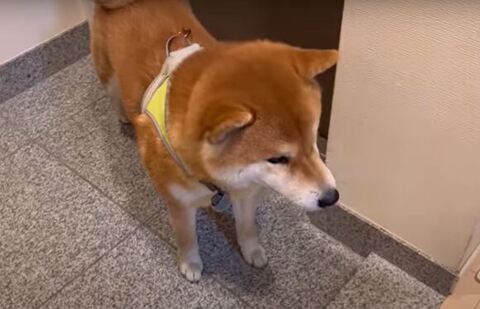ハーネスつけたこむぎくん