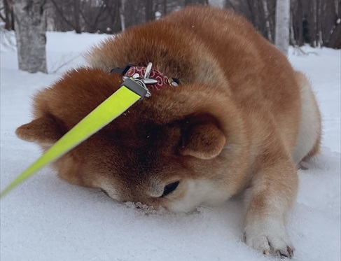 柴犬の帰宅拒否