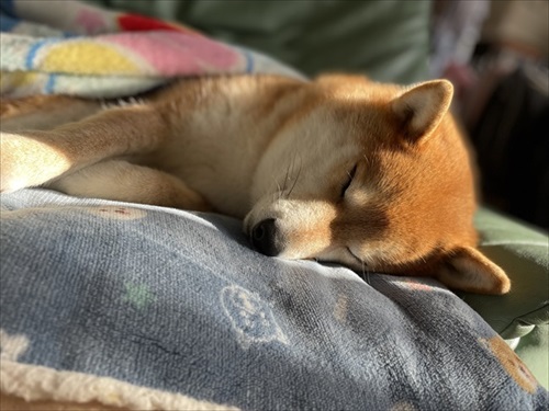 お昼寝中の柴犬