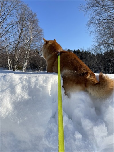 雪で遊ぶ柴犬