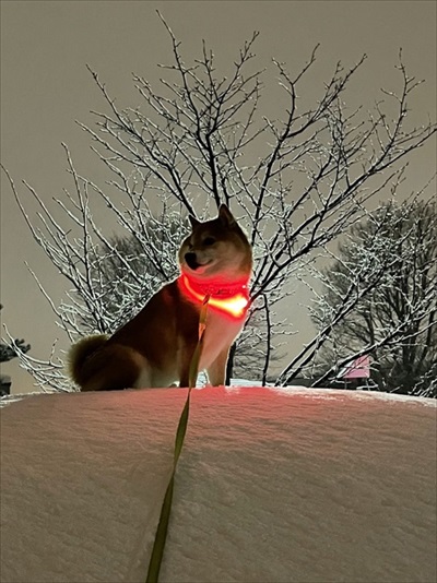 柴犬のライトアップ