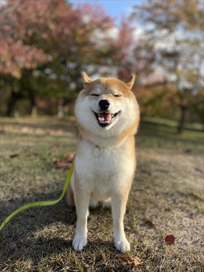 笑う柴犬