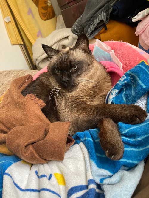 シャムの保護猫