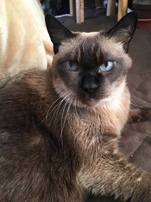 長寿のシャム猫