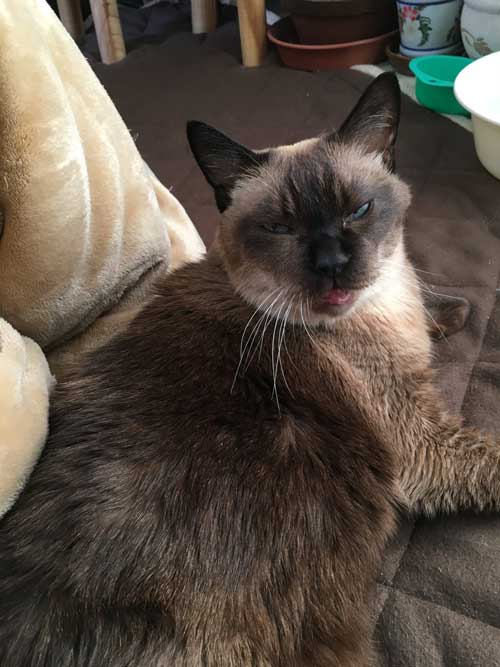 長生きなシャム猫