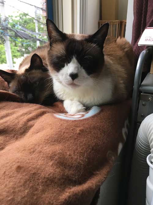 かわいい長寿猫