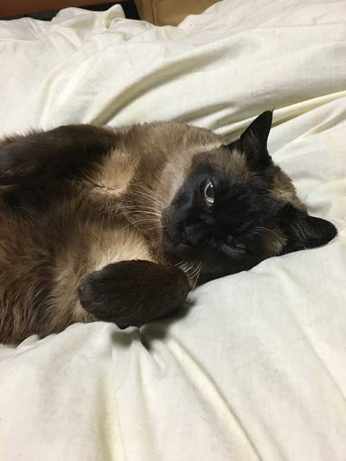 元気な長生き猫