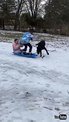 「Milo the Black Lab Pulls Girls on Sled || ViralHog」