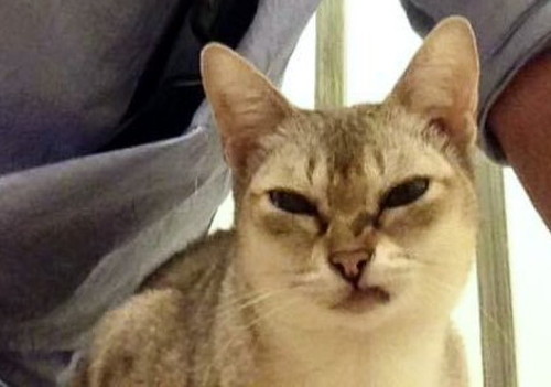 舌打ち顔の猫ちゃん